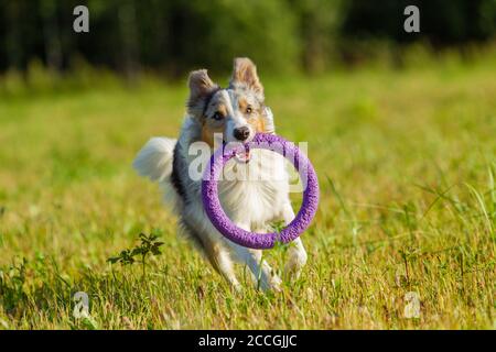 Border Collie Hund in grau-gelb-weiß gehalten sein Spielzeug im Mund, läuft über ein Mown Feld beim Wandern an einem sonnigen Sommertag.Border Collie tun Stockfoto