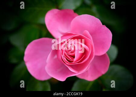 Rosenbusch, rosa Rose (Rosa sp.), Baden-Württemberg, Deutschland Stockfoto