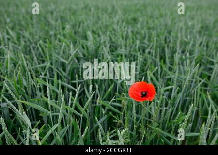 Maismohn (Papaver rhoeas) im Weizenfeld, Stuttgart, Baden-Württemberg, Deutschland Stockfoto