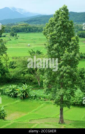 Luftaufnahme von Vivid Green Paddy Field in der Regenzeit der Provinz Nan, Nordteil von Thailand Stockfoto