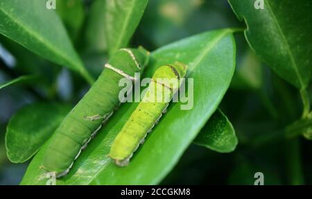 Nahaufnahme einer kleineren Citrus Tree Caterpillar mit einer verschwommenen größeren Eine ruht auf dem Blatt des Lindenbaums Stockfoto