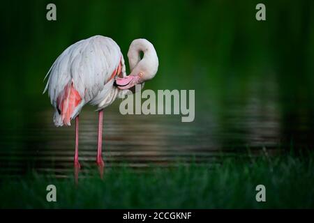 Großer Flamingo (Phoenicopterus ruber roseus), preening, gefangen Stockfoto