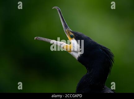 Großer Kormoran (Phalacrocorax carbo), Tierportrait, Rufe, Baden-Württemberg, Deutschland Stockfoto