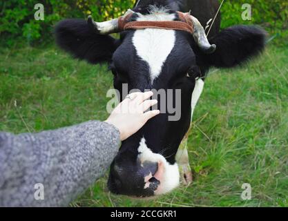 Die Hand einer Frau berührt den Kopf einer Kuh. Schwarz-weiß gefleckte Kuh auf dem Hof. Stockfoto