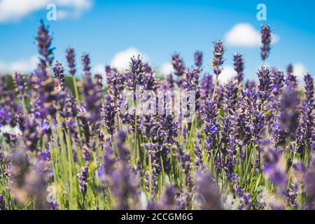 Schöne violette Blüten in einem Lavendelfeld mit Himmel und Wolken im Hintergrund Stockfoto