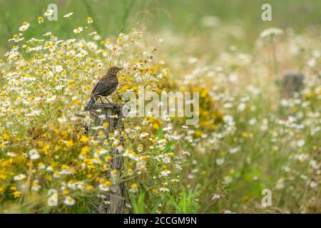 Eine junge Amsel, die auf einem Holzpfahl auf einer Wiese sitzt, umgeben von weißen und gelben Kamillenblüten und grünem Gras. Sommertag auf dem Land. Stockfoto