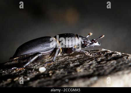 Käfer, Gehölze, Dorcus parallelipipipedus Stockfoto