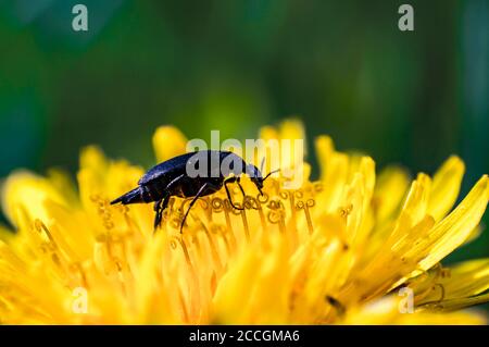Kleiner Käfer auf einer gelben Löwenzahn-Blüte Stockfoto