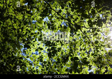 Wald, Buche, Blattdach Stockfoto