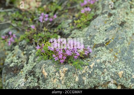 Thymus serpyllum wächst auf steinigen Oberflächen. Selektiver Schwerpunkt. Pflanzen der Insel Olchon am Baikalsee. Stockfoto