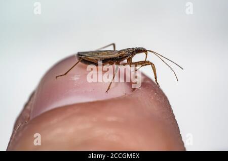 Kleines Insekt an meinem Finger in der Frühjahrssaison Stockfoto