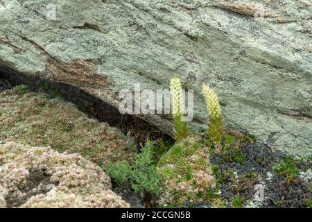 Orostachys spinosa wächst auf steinigen Oberflächen. Selektiver Fokus. Pflanzen der Insel Olchon am Baikalsee. Stockfoto