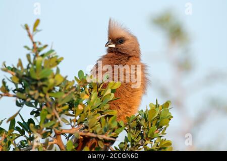 Ein gesprenkelter Mausvogel (Colius striatus), der auf einem Baum thront, Südafrika Stockfoto