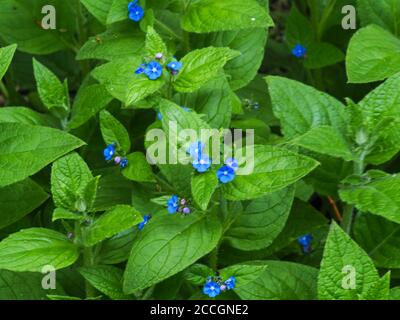 Grüne Alkanetpflanze, Pentaglottis sempervirens, mit blauen Blüten und grünen Blättern Stockfoto