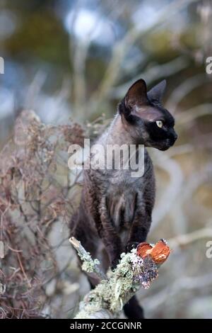 Black Devon Rex Katze sitzt auf einem gebrochenen Moos bedeckt Ast und starrt in die Ferne Stockfoto