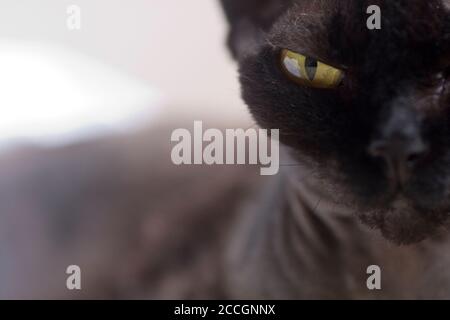 Eine königlich schwarze Devon Rex Katze starrt direkt in die Kamera Mit Entschlossenheit Stockfoto