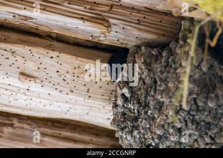 Junge Schwalbe schaut aus dem Nest Stockfoto