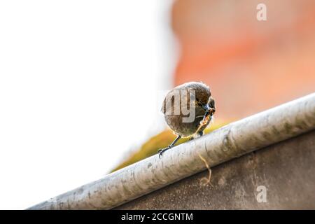 Rotstart Weibchen bringt Futter für die Jungen Stockfoto
