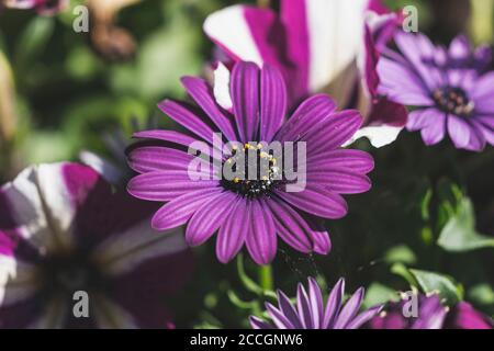 Lila Blume, Cape Marguerite oder afrikanische Gänseblümchen (Osteospermum), Blüte, Garten Stockfoto