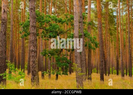 Eiche in einem Kiefernwald Stockfoto