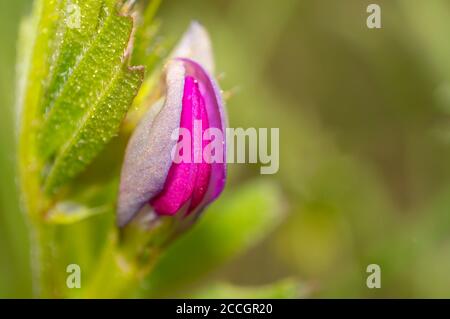 In der Sommersaison blüht der jungfräuliche Klee Stockfoto