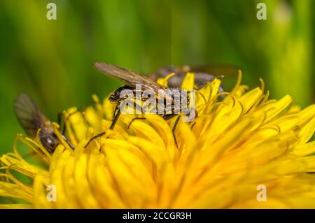März Fliegen Sie auf einem Löwenzahn in der Sommersaison Stockfoto
