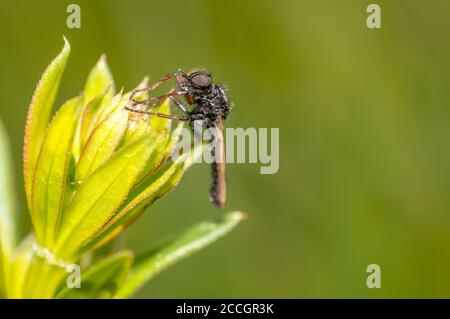 März Fliegen Sie auf einem Kraut in der Sommersaison Stockfoto