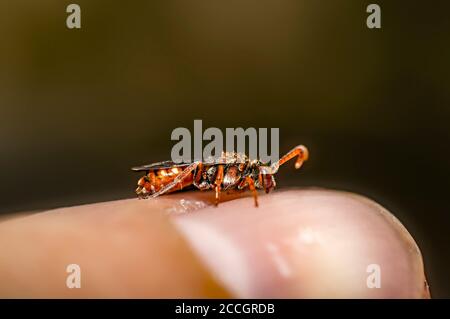 Kleine Wasp auf meinem Finger in der Sommersaison Stockfoto