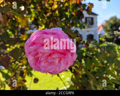 bush von schönen rosa Rosen Stockfoto