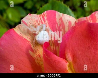 Goldrutenspinne (Misumena vatia) auf rosa Blume, Rose (Rosaceae), Hessen, Deutschland, Europa Stockfoto