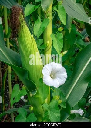 Größere Bindweed (Calystegia sepium) wächst im Maisfeld, Maiskolben, (Zea mays), Bayern, Deutschland, Europa Stockfoto