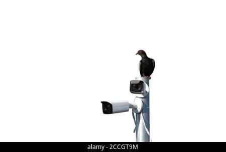 Schwarze Taube beobachten auf CCTV-Metallstange isoliert auf weiß Hintergrund Stockfoto