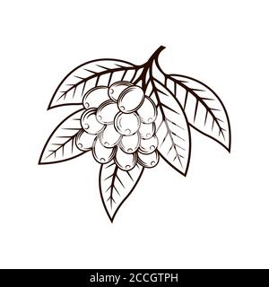 Coffee Tree Logo Design Vektor Illustration. Coffee Tree Logo Vektor-Design-Konzept für Café und Restaurant. Kaffee-Baum-Vektor-Design für Logo, Symbol, Stock Vektor