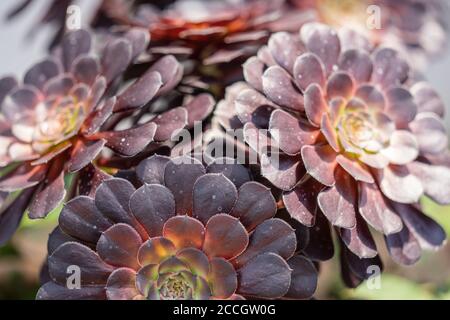 Echeveria ist eine große Gattung von blühenden Pflanzen in der Familie Crassulaceae Stockfoto