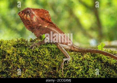 Glattes gerahmtes Iguana (Corytophanes cristatus), das auf einem Log sitzt, Costa Rica Stockfoto