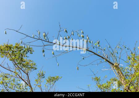 Hülsen (Früchte) aus Baumwollbaum oder Kapok (Ceiba pentandra). Bali, Indonesien. Stockfoto