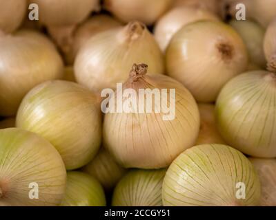 Frischen Zwiebeln. Zwiebeln-Hintergrund. Reife Zwiebeln. Zwiebeln in Markt Stockfoto