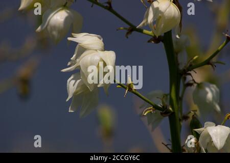 Yucca Blumen in Jamaica Bay National Wildlife Refuge Stockfoto