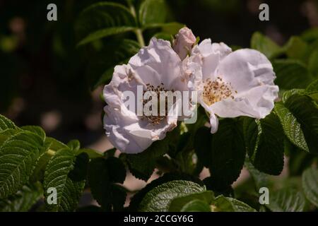 Ein Paar weiße Salz Spray Rose blüht entlang der Wanderwege im Jamaica Bay National Wildlife Refuge Stockfoto