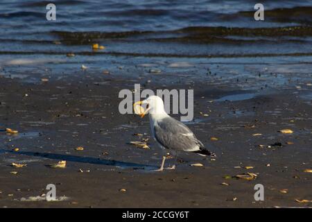 Eine Heringmöwe hält ein Muscheln in seinem Gesetzentwurf, am Strand entlang der südlichen Küste von Jamaica Bay National Wildlife Refuge Stockfoto