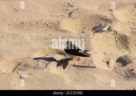 Eine Schwalbe hält auf dem Sand, mit dem Kopf gedreht, wirft einen scharfen Schatten, entlang der südlichen Küste des Jamaica Bay National Wildlife Refuge Stockfoto