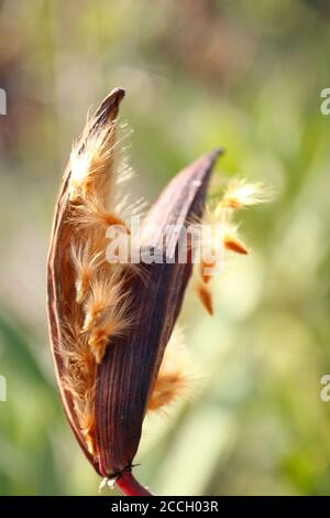 Nahaufnahme von flauschigen Oleandersamen (Nerium Oleander) im mediterranen Frühling, Costa Blanca, Spanien Stockfoto