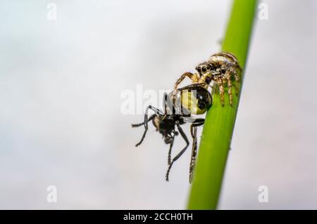 Winzige Zebra springende Spinne mit Fliege Beute in perfekter Natur Stockfoto