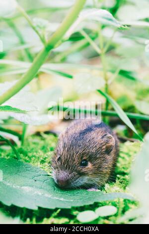 Wald birke Maus (sicista Betulina) Kleine in seinem natürlichen Lebensraum Stockfoto