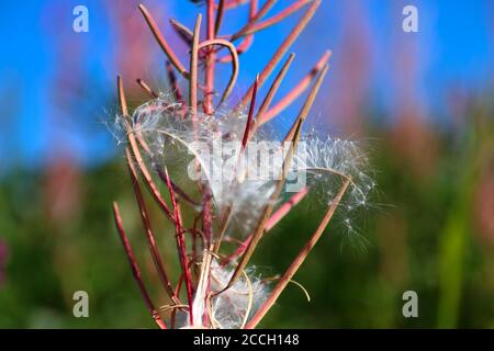 Nahaufnahme einer offenen Feuerweed-Samenkapsel, die den Glanz freilegt Und filigrane Samen im späten norwegischen Sommer Stockfoto