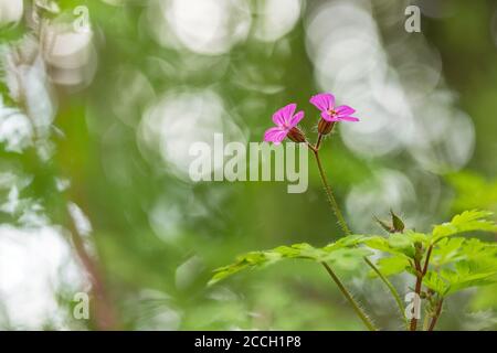 Herb Robert, Red Robin, Death Come Quickly oder Storksbill (Geranium robertianum) Blume mit einem Bokeh Hintergrund Stockfoto