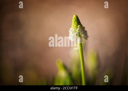 Weiße armenische Traubenhyazinthe oder Muscari armeniacum Blume mit einem Bokeh-Hintergrund Stockfoto