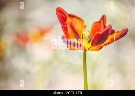 Rote und gelbe Tulpenblume mit Bokeh Hintergrund Stockfoto