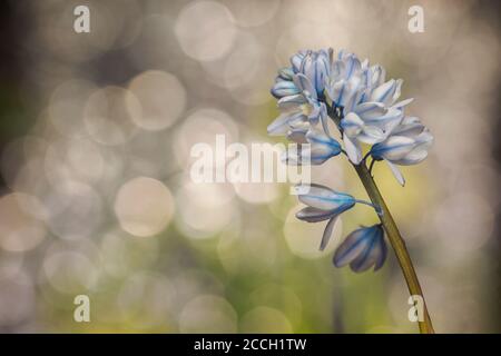 Blaue und weiße Puschkinia scilloides (gestreifter Tintenkill oder Libanon-Tintenkill) Blume mit Bokeh Hintergrund Stockfoto