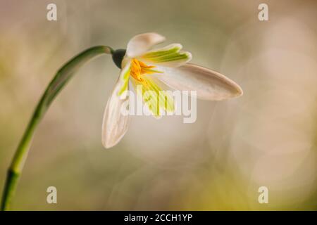 Weiße Schneeglöckchen (Galanthus) blühen mit einem Bokeh Hintergrund Stockfoto